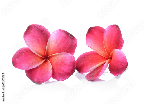 Frangipani flower isolated on white background