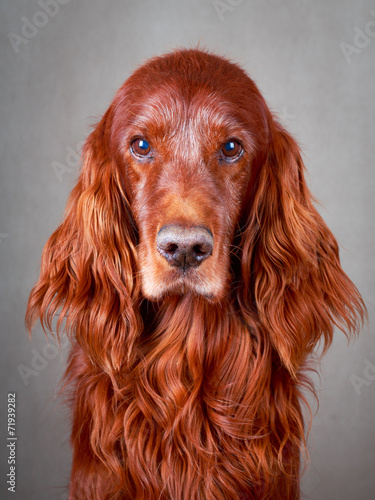 Naklejka Red irish setter dog