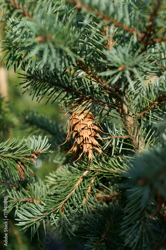 Pseudotsuga menziesii var. glauca - Douglas fir cone