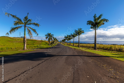 Palm trees road