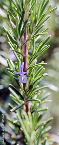 green Rosemary with flower