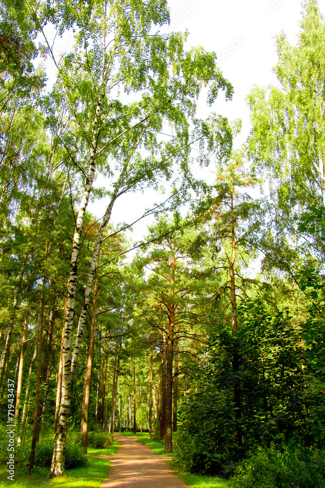 Obraz premium Fall Wallpaper Idyllic Nature