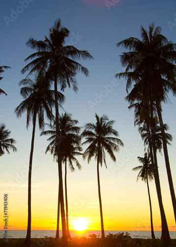 Coconut Horizon Fiery Backdrop