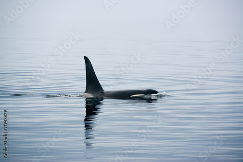 Rückenflosse Schwertwal, Killerwal bzw Orca, Orcinus orca © juritt