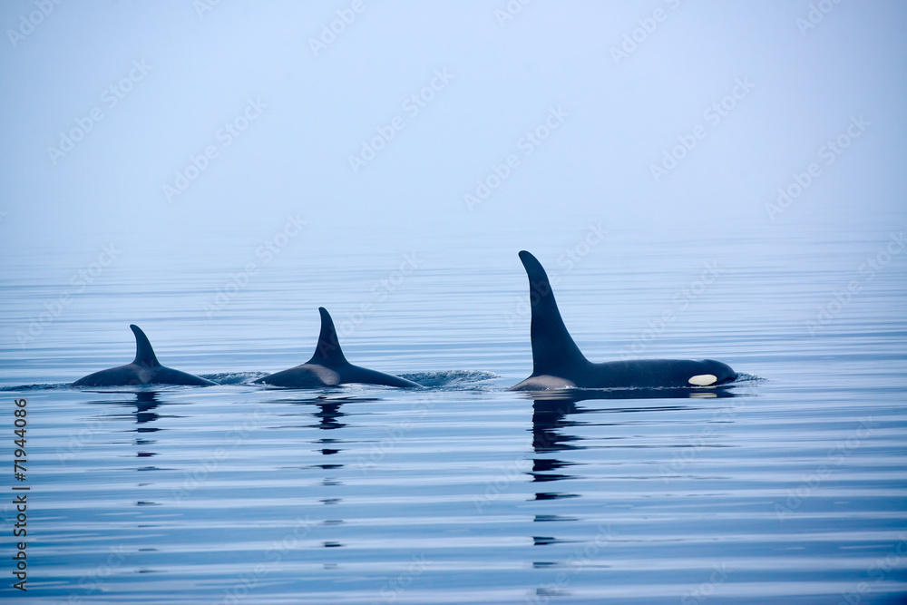 Fototapeta premium Płetwy grzbietowe orca, orka lub orka, Orcinus orcae