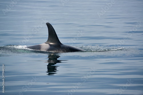 Rückenflosse Schwertwal, Killerwal bzw Orca, Orcinus orca © juritt