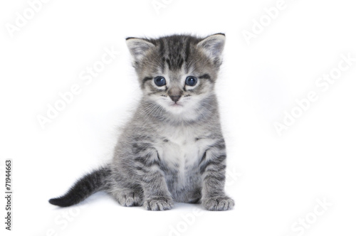 Kitten on a white background © cat