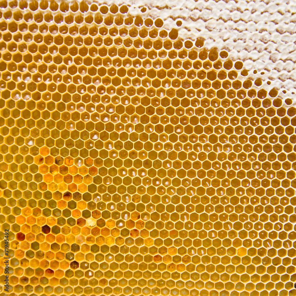 Honeycomb with fresh honey and pollen