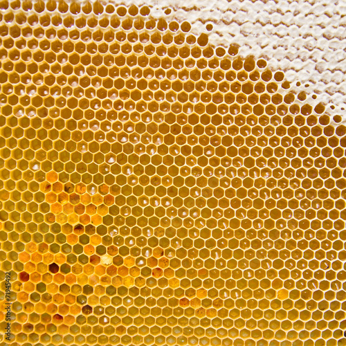 Honeycomb with fresh honey and pollen