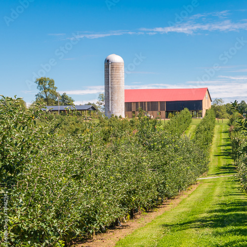 Country farm and  orchard landscape