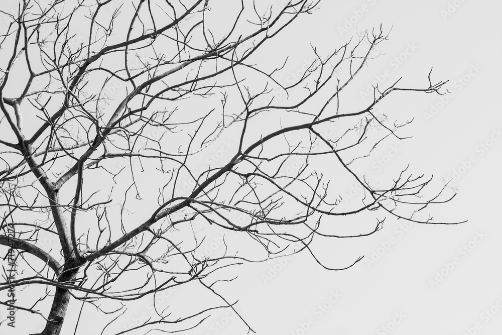 Bare Tree in Black and White Bare Tree in Black and White