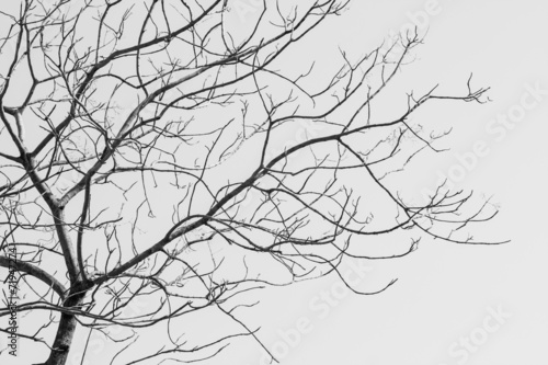 Bare Tree in Black and White