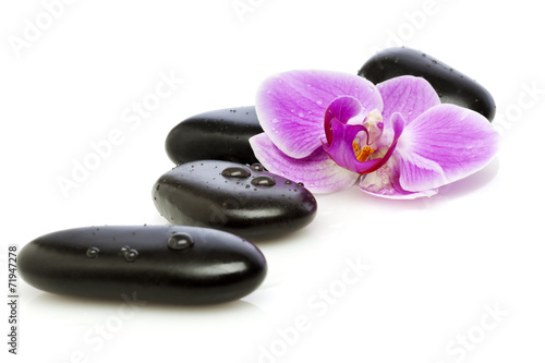 Wet pebbles and orchid flower