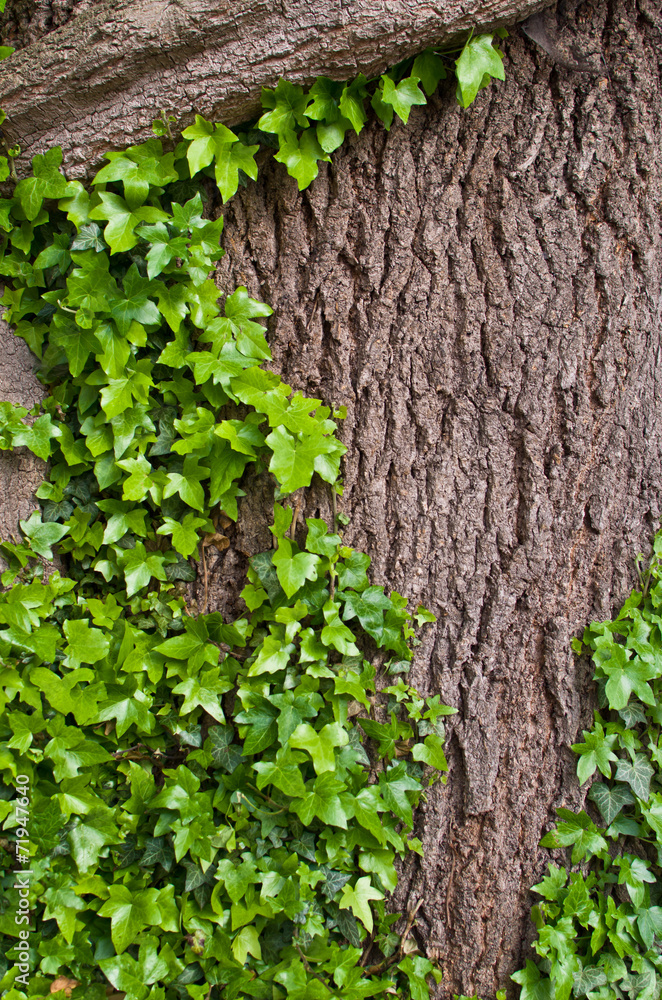 Green ivy winds on the tree bark