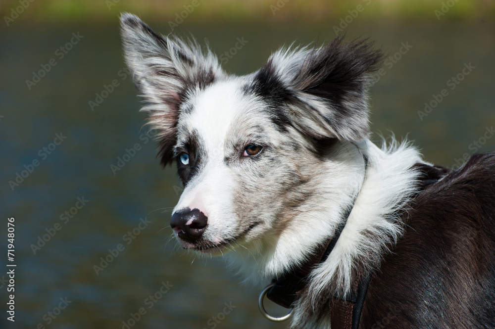 Junger Border Collie