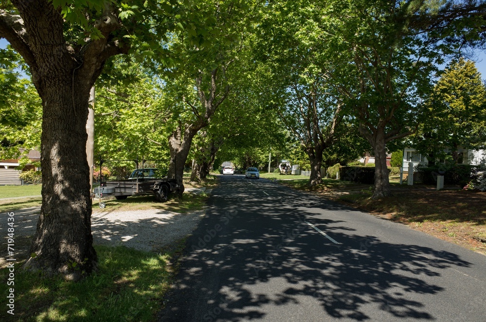 Canopy of trees along suburban road