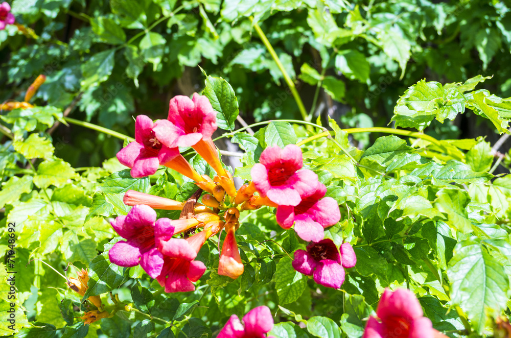 Obraz premium stately home