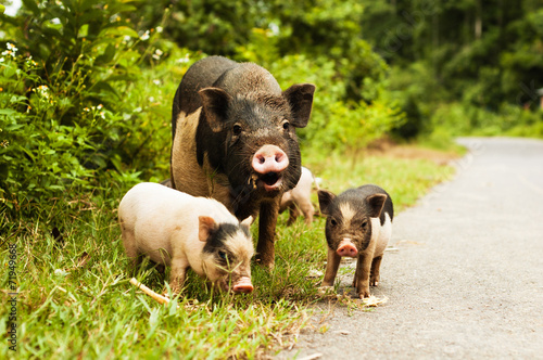 cute pig with piglets on countryside road