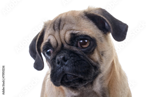 Adorable Pug Dog over white background, Head closeup