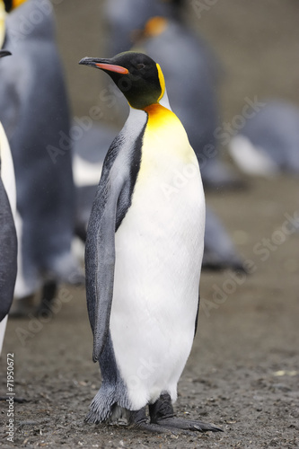 King Penguin  Aptenodytes patagonicus  standing in colony