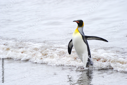 King Penguin (Aptenodytes patagonicus) coming out the water