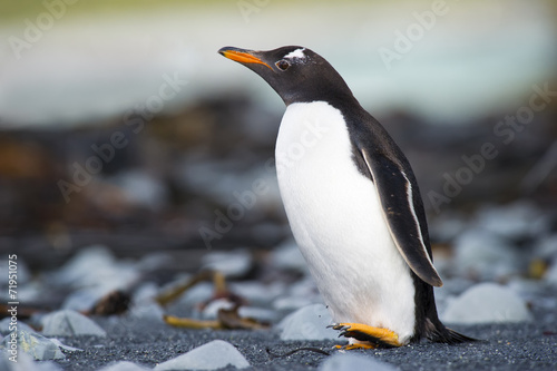 Gentoo Pinguin (Pygoscelis papua) walking on a rocky beach
