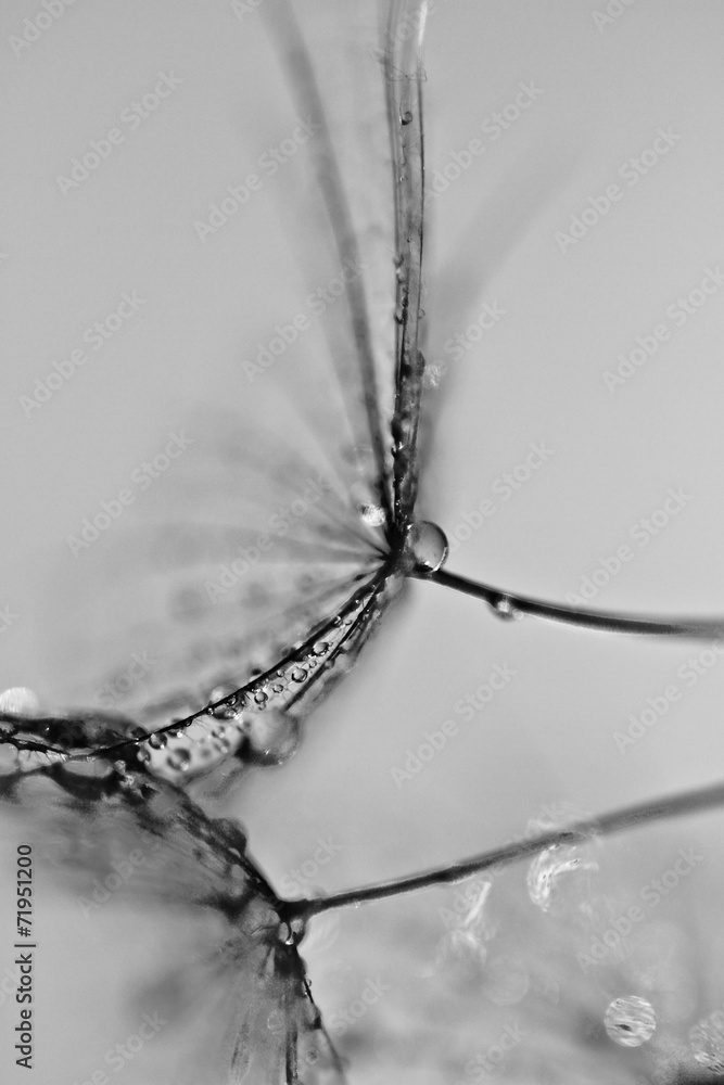 Fototapeta premium Abstract macro of plant seeds with water drops. Big dandelion