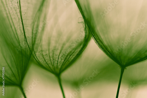 Abstract macro of plant seeds with water drops. Big dandelion #71951286
