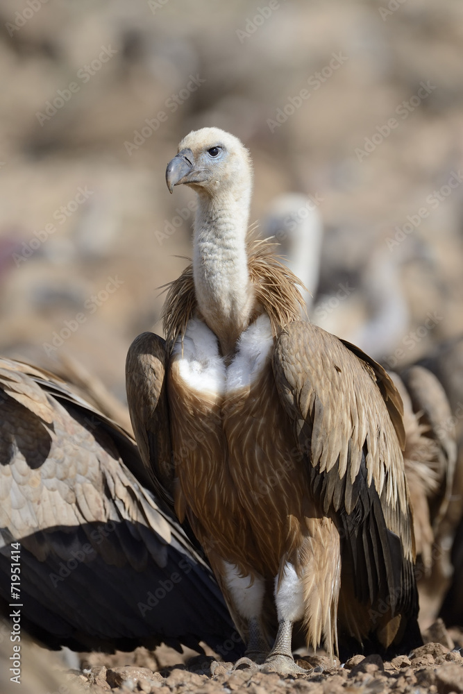 Griffon vulture standing on the ground. Griffon vulture standing on the ground.