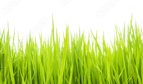 Green grass, sunlight 