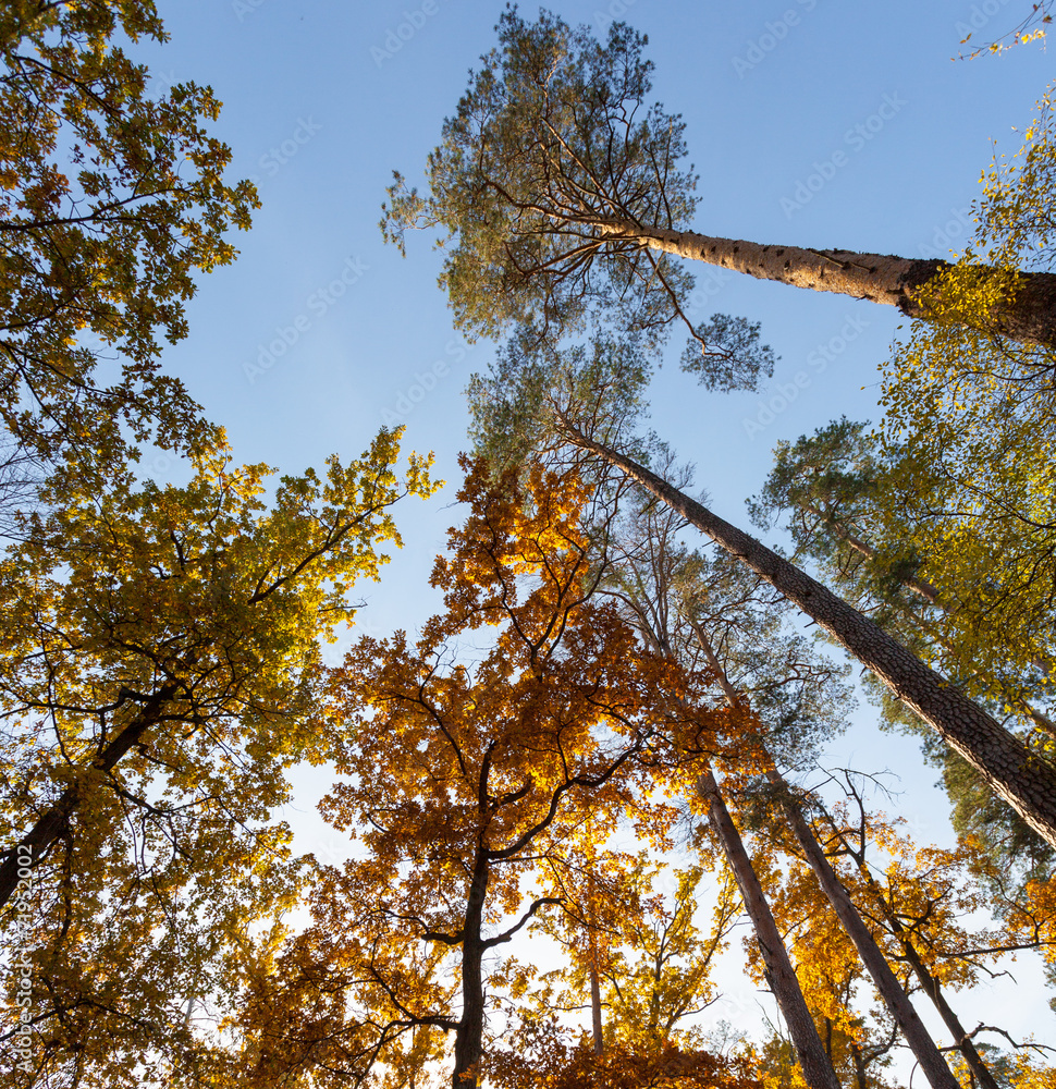 Obraz premium autumn