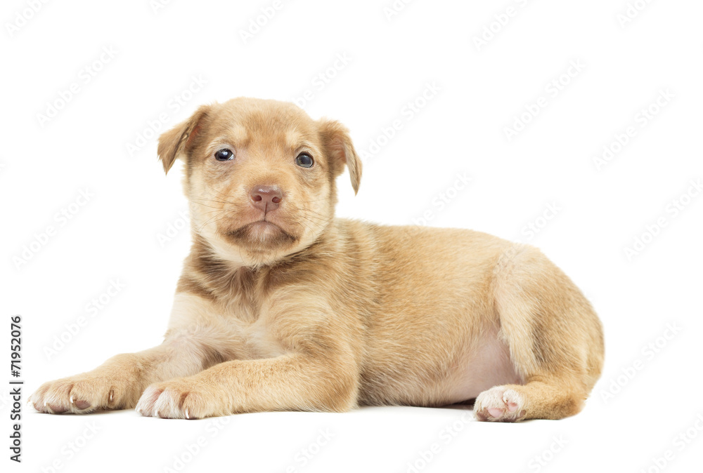 beige puppy on white background isolated