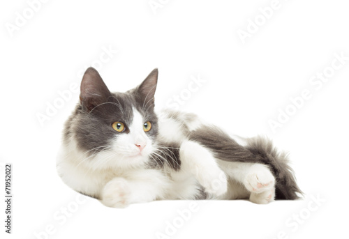 beautiful cat staring at a white background isolated