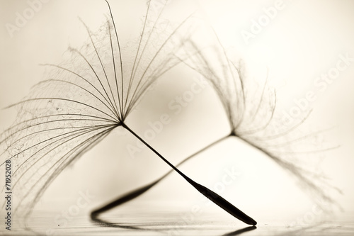 Fototapeta Mokry dandelion na białej, błyszczącej powierzchni z małymi kropelkami