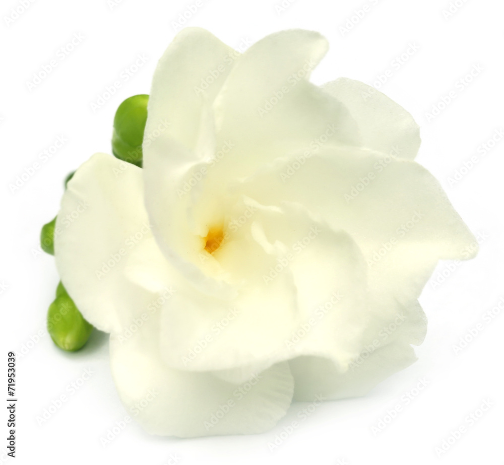 Crape Jasmine or Tagar Flower of Indian subcontinent