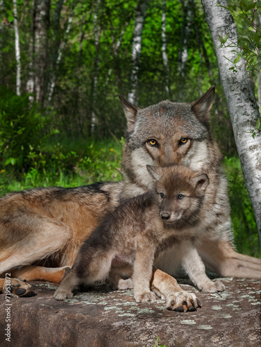 Mother Grey Wolf and Pup (Canis lupus)