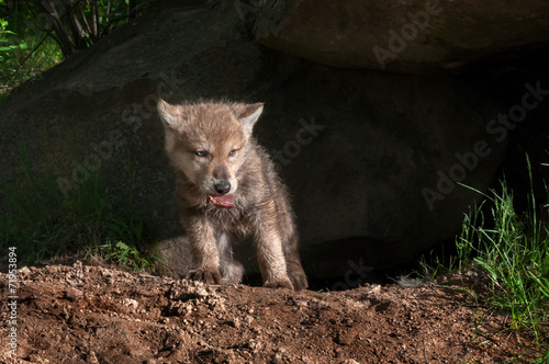 Grey Wolf Pup (Canis lupus) Climbs out of Den with Piece of Meat