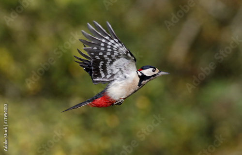 Great-spotted woodpecker, Dendrocopos major photo