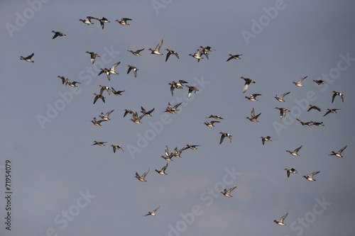 Wigeon, Anas penelope