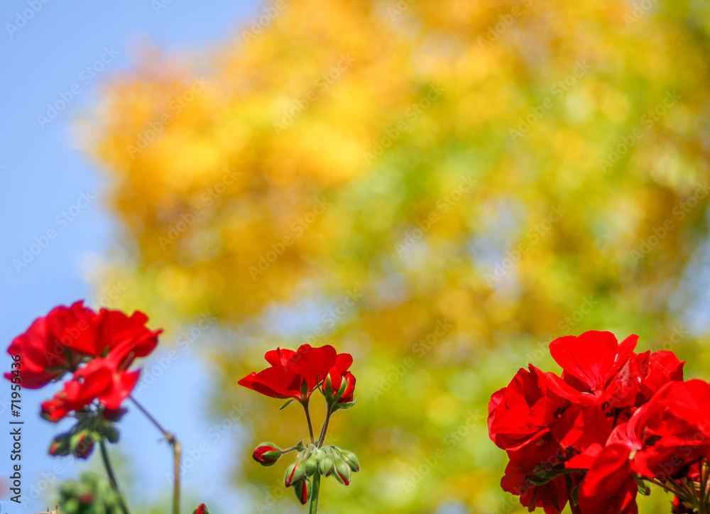 Red geranium flowers with yellow bokeh tree