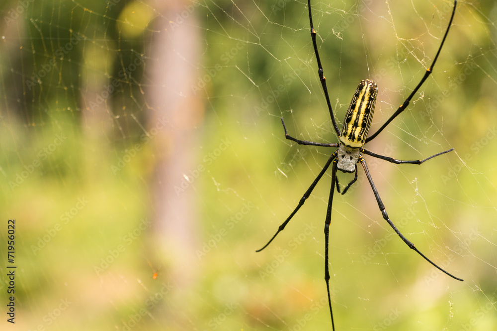 Nephila pilipes