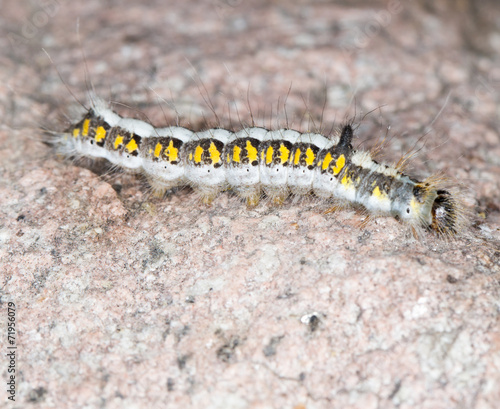 caterpillar in nature. close-up