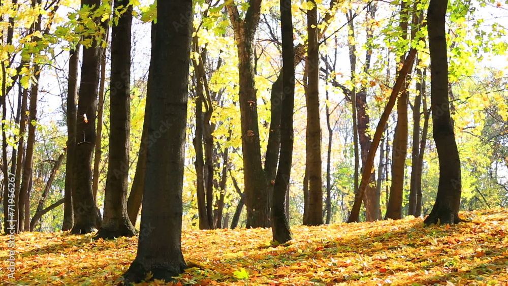 Leaf fall in autumn park in a sunny day Leaf fall in autumn park in a sunny day