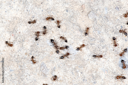ants on the wall. close-up © schankz