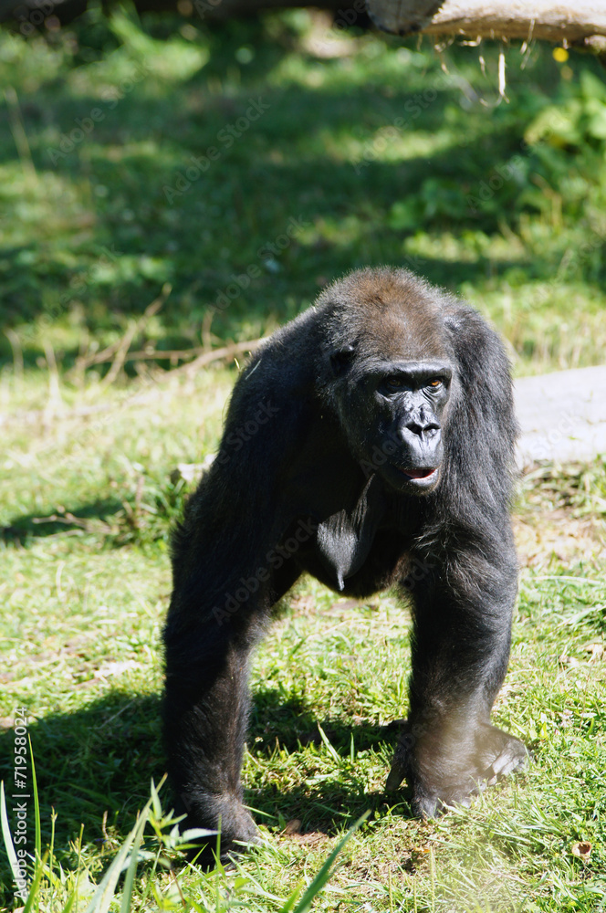 Gorille des plaines femelle en train de marcher