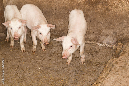 pigs on the farm