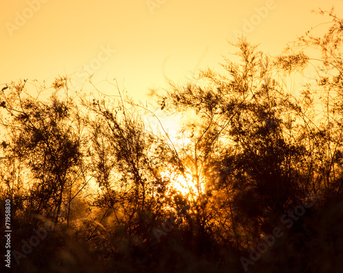 branches of a tree at sunset photo