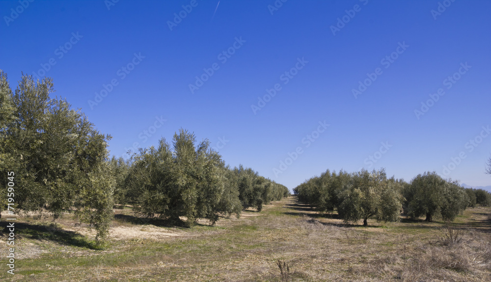 Olive orchards Olive orchards
