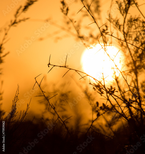 branches of a tree at sunset