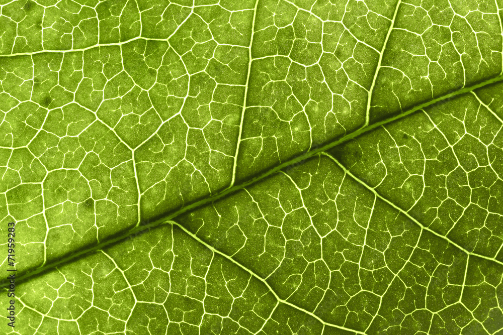Obraz premium leaf texture